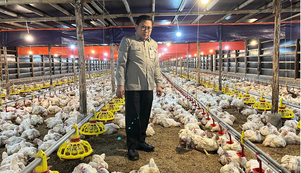 Kementan Perkuat Pengawasan dan Distribusi, Harga Ayam Hidup Mulai Naik