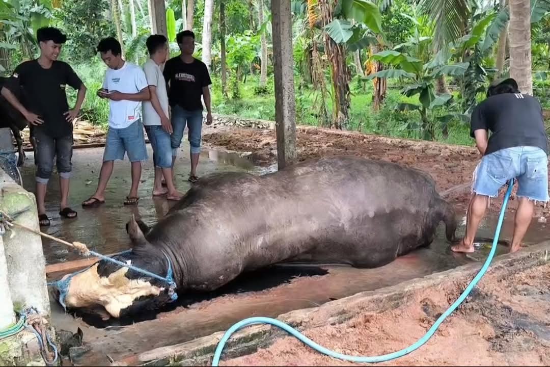 Kementan Investigasi Cepat Kasus Kematian Sapi Bantuan Presiden di Polewali Mandar