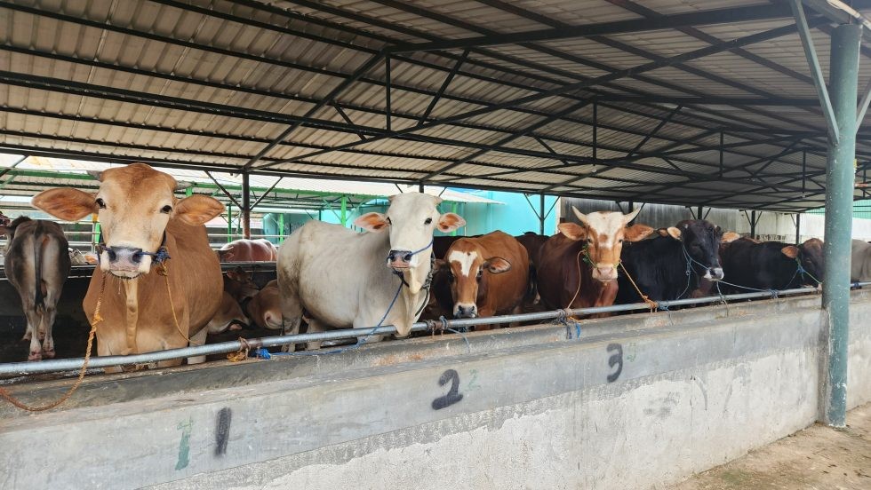 Cegah Penyebaran PMK, Kementan Dorong Peternak Bekasi Perkuat Biosekuriti