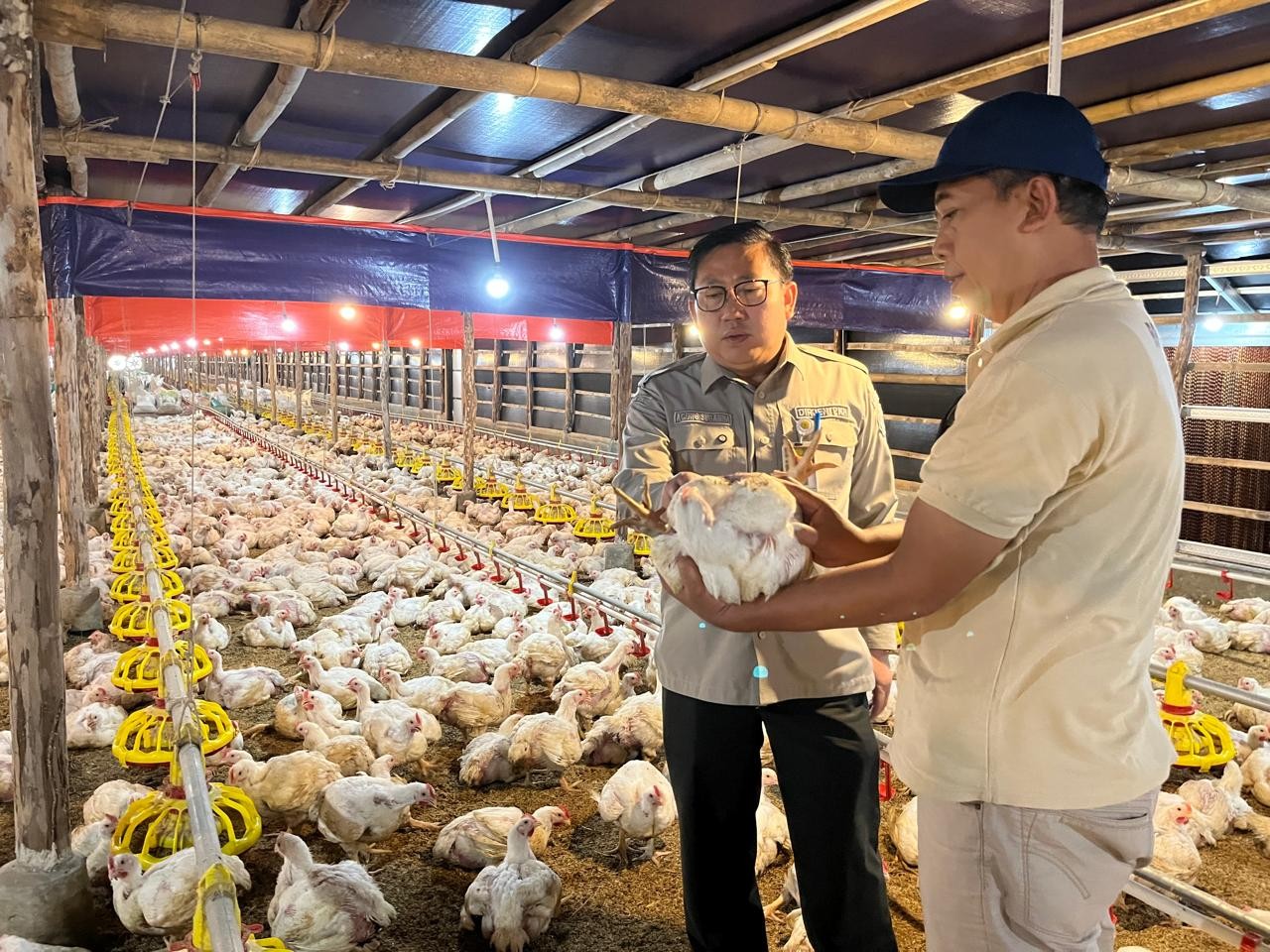 Langkah Cepat Kementan Stabilkan Harga Ayam dan Telur