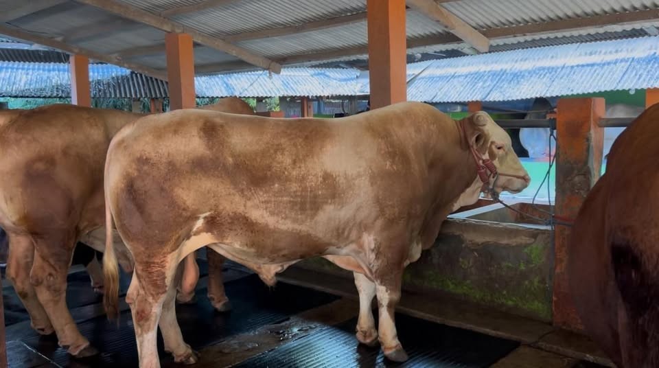 Iduladha 1446 H, Kementan Pastikan Ketersediaan Hewan Kurban Yang Aman, Sehat, dan Sesuai Syariat