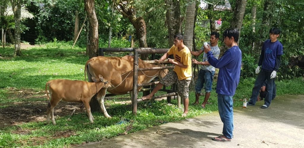 Tren Kasus PMK di Sinjai Menurun, Penanganan Pemerintah Berdampak Positif
