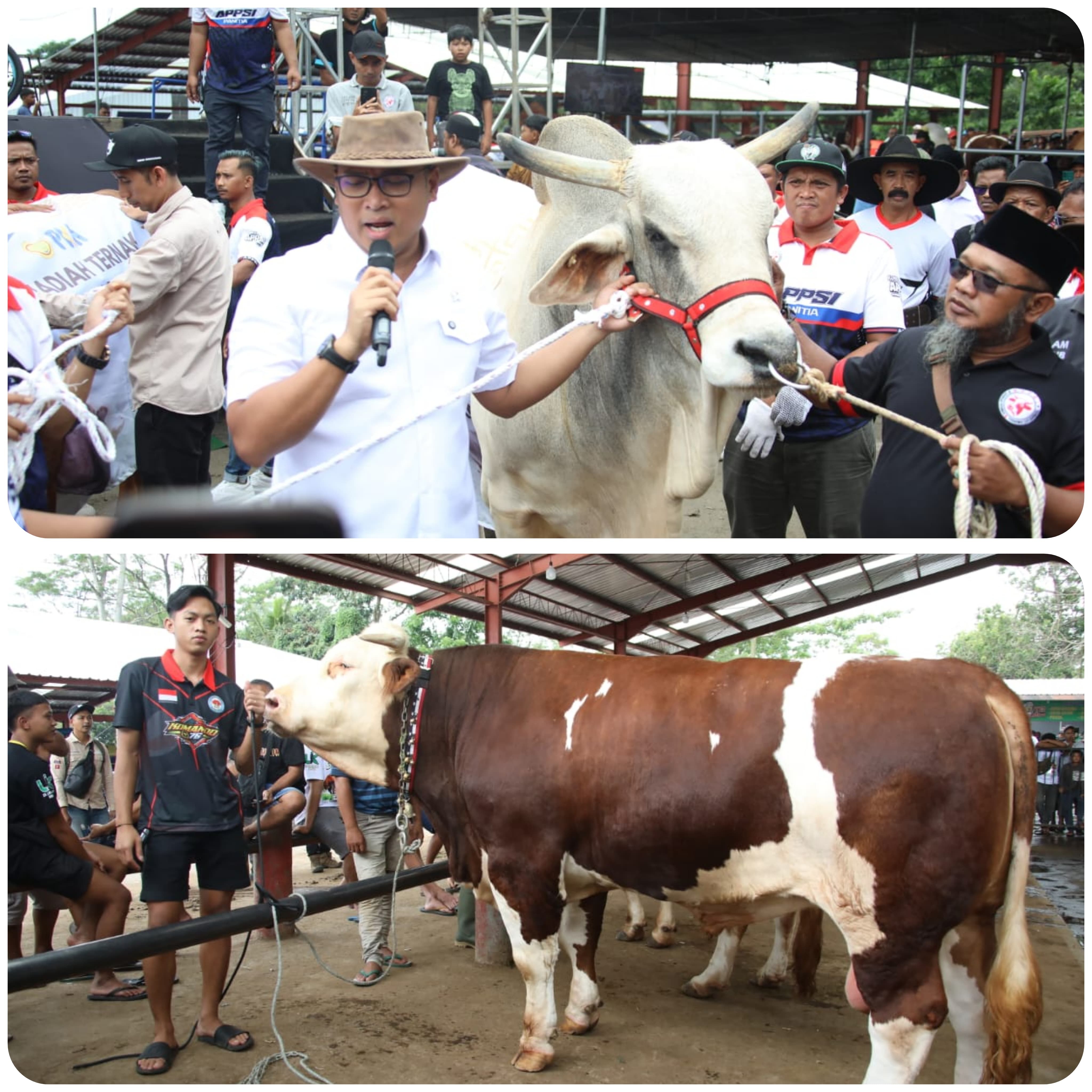 Segini Bobot 4 Sapi Jumbo Sumbangan Wamentan Sudaryono di Expo Sapi Boyolali