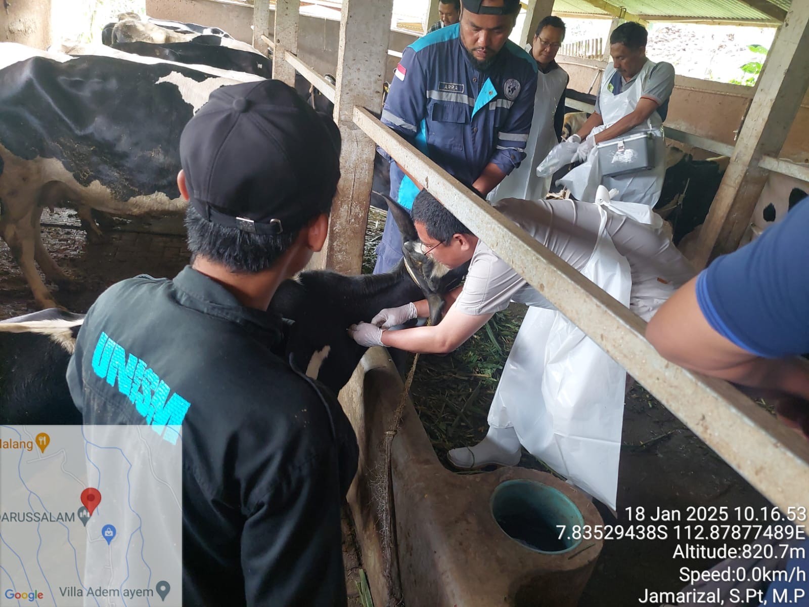 Vaksinasi PMK Secara Mandiri di Pasuruan Dikebut, Target Selesai Akhir Januari 2025