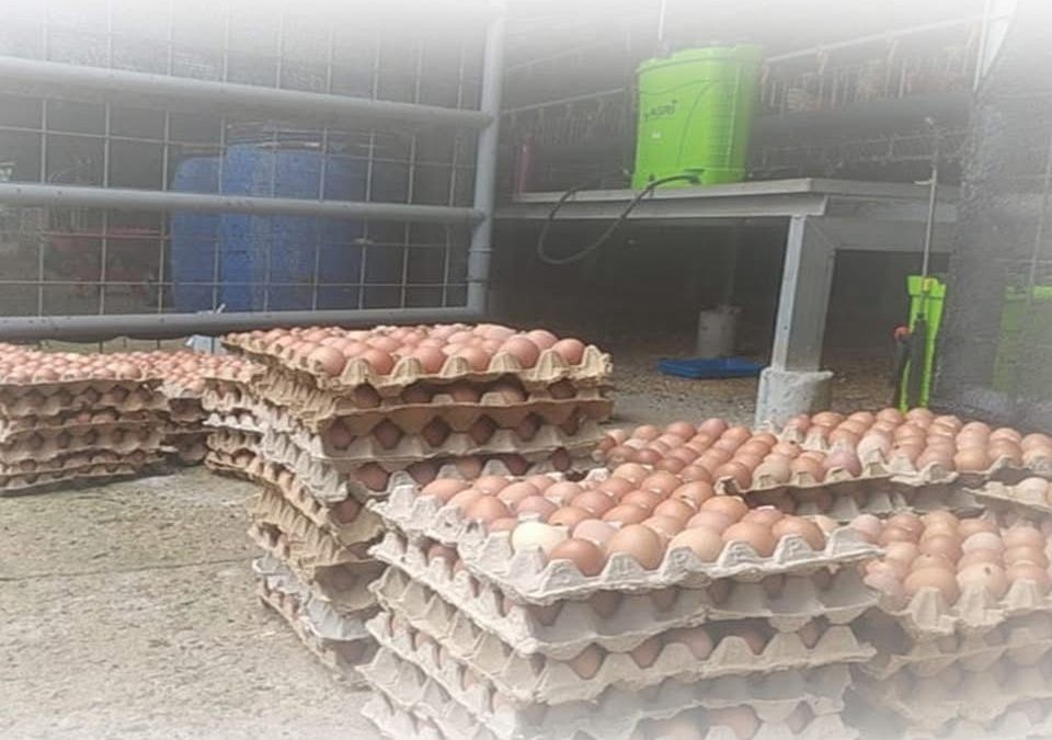 Asosiasi dan Peternak Apresiasi Langkah Kementan Stabilkan Harga Telur