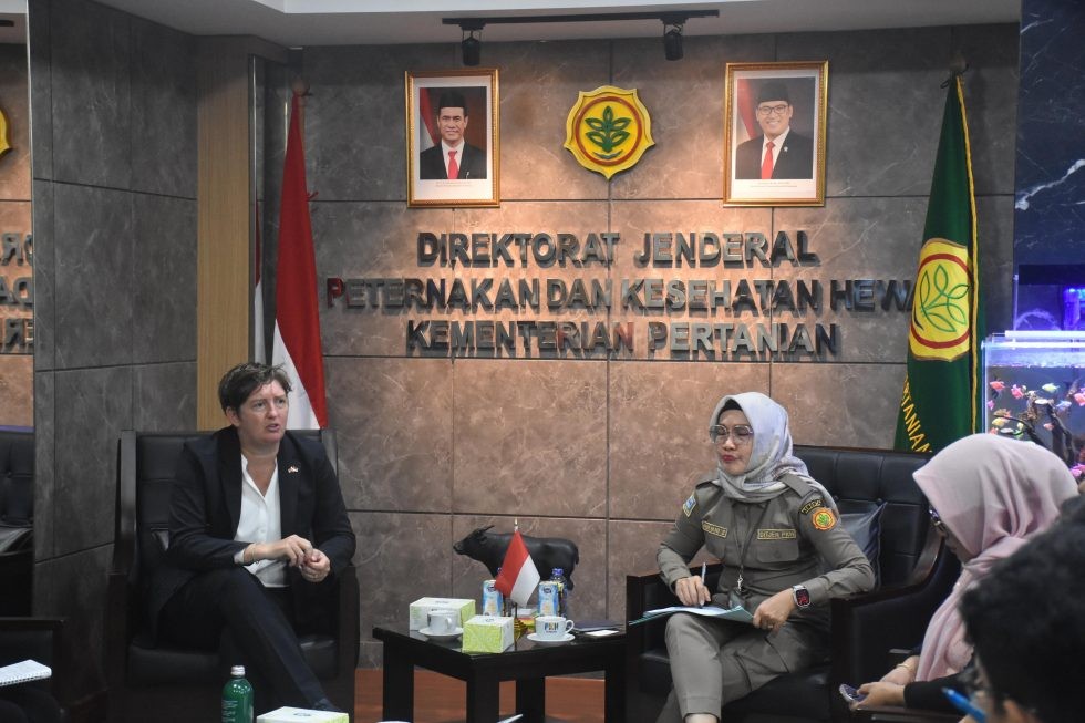 Dukung Makan Bergizi Gratis, Inggris Lirik Pasar Sapi Indonesia