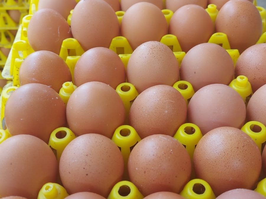 Produksi Telur Indonesia Melimpah dan Harga Stabil di Tengah Fenomena    Eggflation