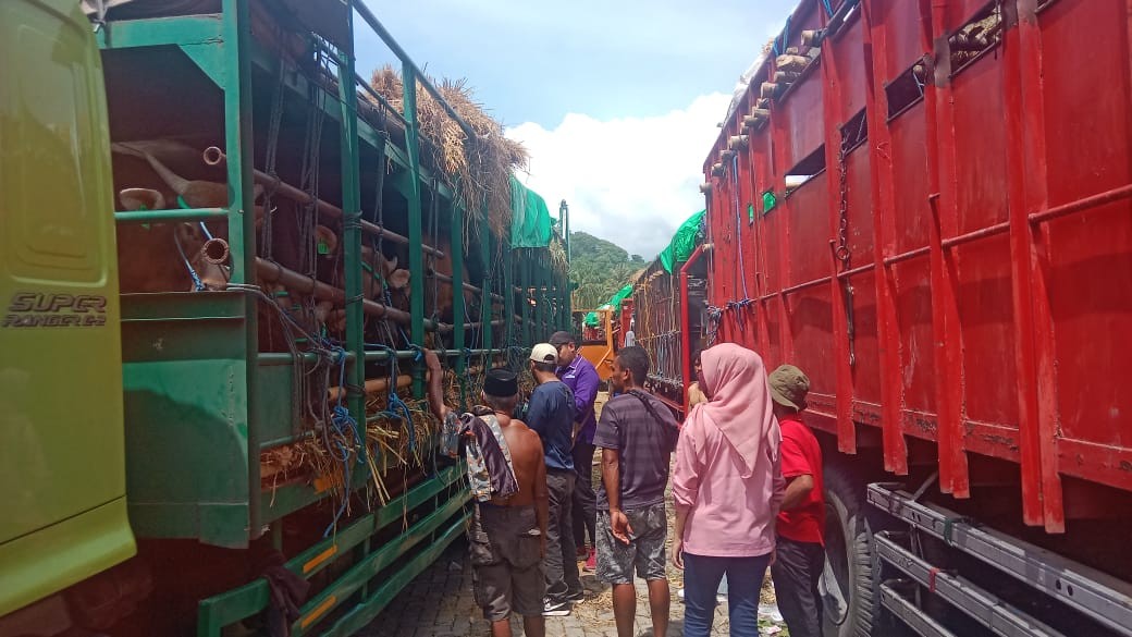 Distribusi Sapi Kurban dari NTB Diatur Ulang, Pasokan Dipastikan Aman