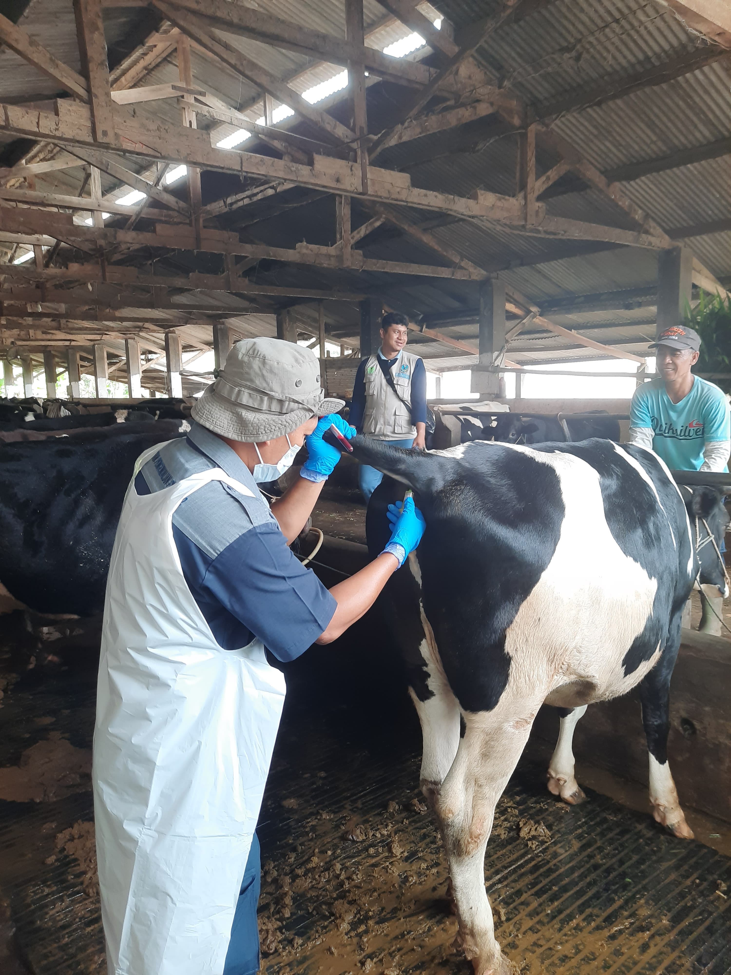 Kementan Pantau LSD dan PMK di Pasuruan, Evaluasi Efektivitas Vaksinasi