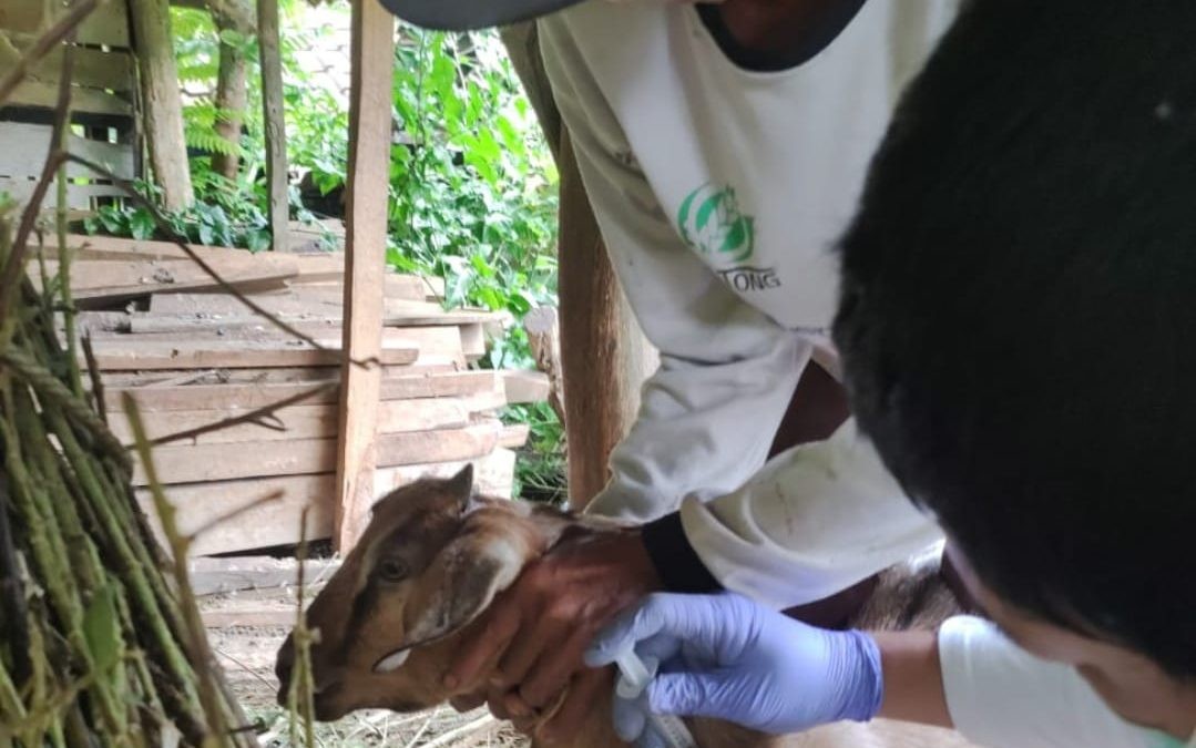 Kementan dan Dinas Respon Cepat Tangani Antraks di Gunung Kidul, Vaksinasi Disiapkan Jelang Idul Adha