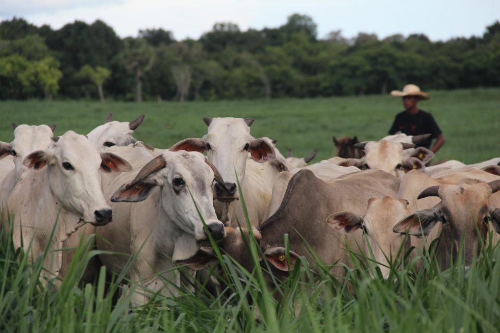 Pelaku Usaha Investasi Sapi di Sumba Timur, Siap Tambah Puluhan Ribu Sapi Asal Brazil