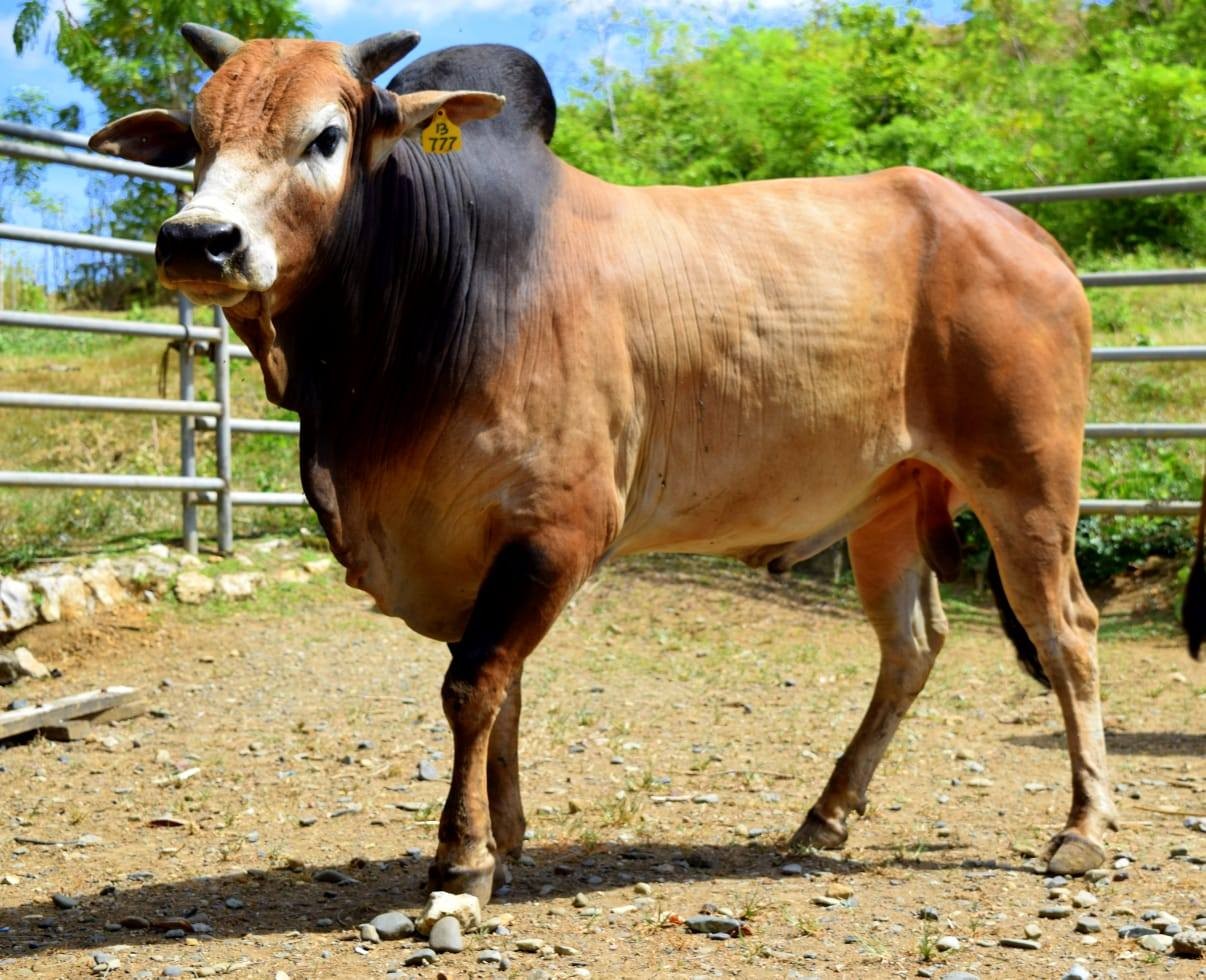 Warisan Genetik Nusantara, Sapi Aceh Diakui Nasional sebagai Bibit Unggul  