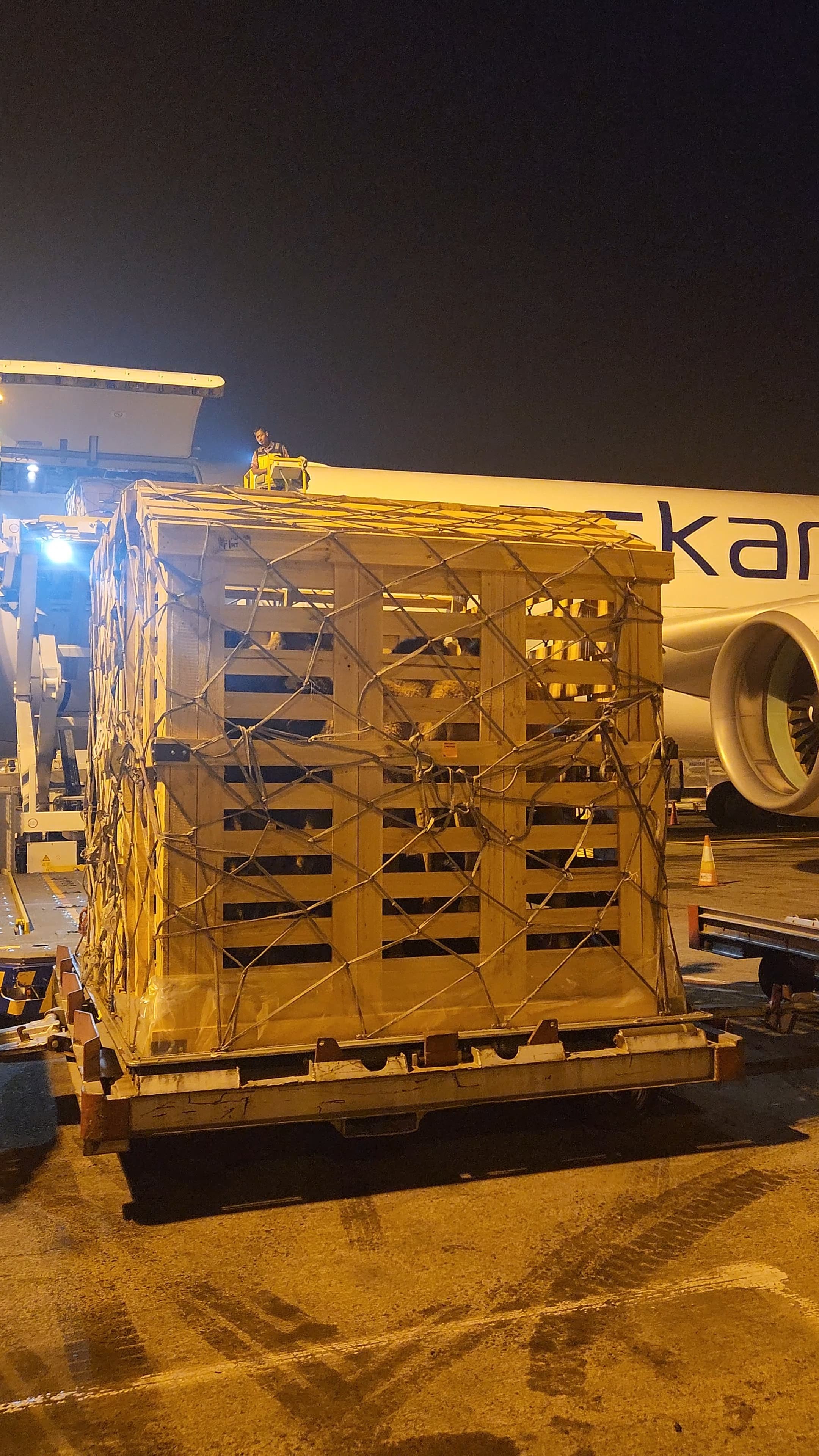Impor Indukan Sapi Perah Terus Berlanjut  Bukti Komitmen Kementan dan Swasta