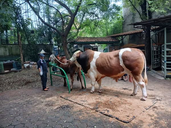 Kementan Dorong Kolaborasi Teknologi Reproduksi, Tingkatkan Kualitas Ternak Unggul