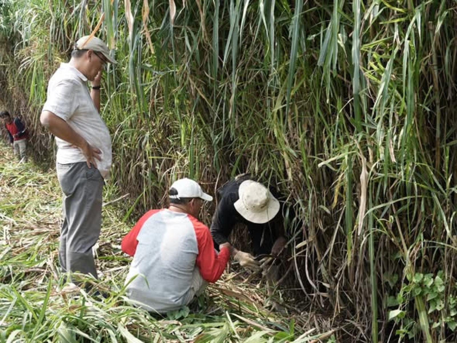 Kementan Siapkan Kebun Cimanggu, Biograss Agrinak Berpotensi Jadi Sumber Benih Pakan Berkualitas