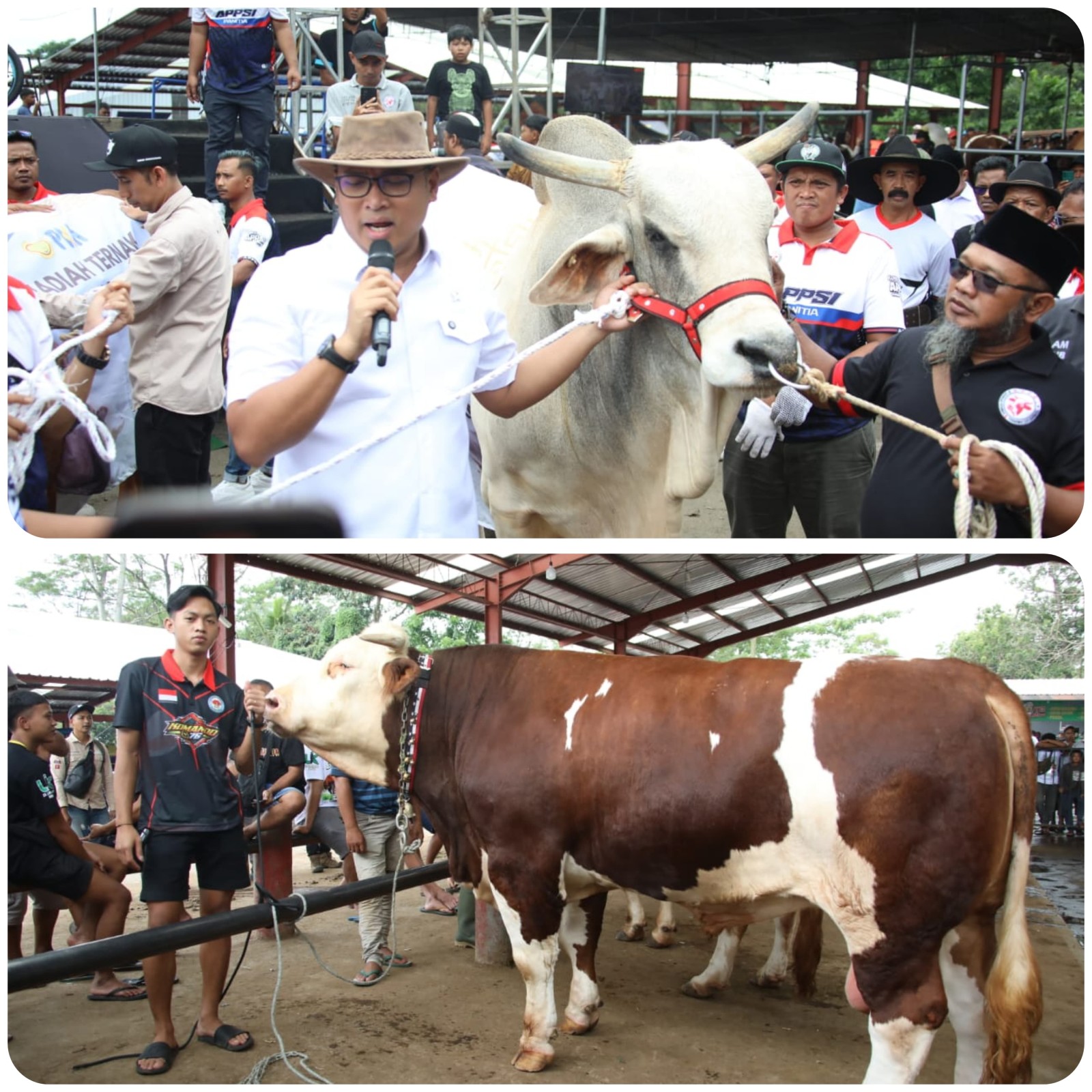 Segini Bobot 4 Sapi Jumbo Sumbangan Wamentan Sudaryono di Expo Sapi Boyolali