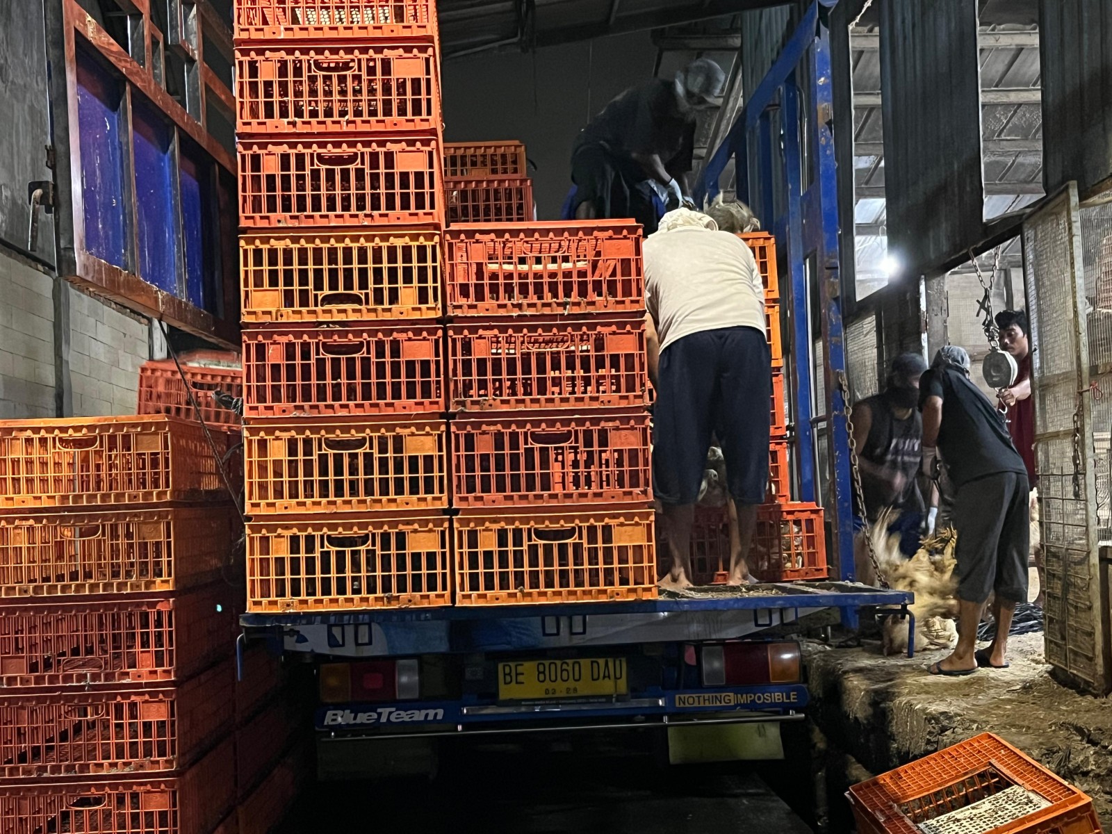 Kementan Sidak Pangkalan Ayam di Jakarta, Awasi Distribusi dan Harga Ayam Hidup
