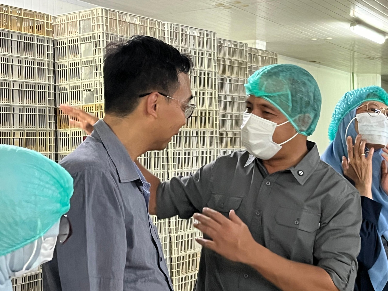 Kementan Pantau Produksi DOC Broiler untuk Jaga Stabilitas Harga Ayam