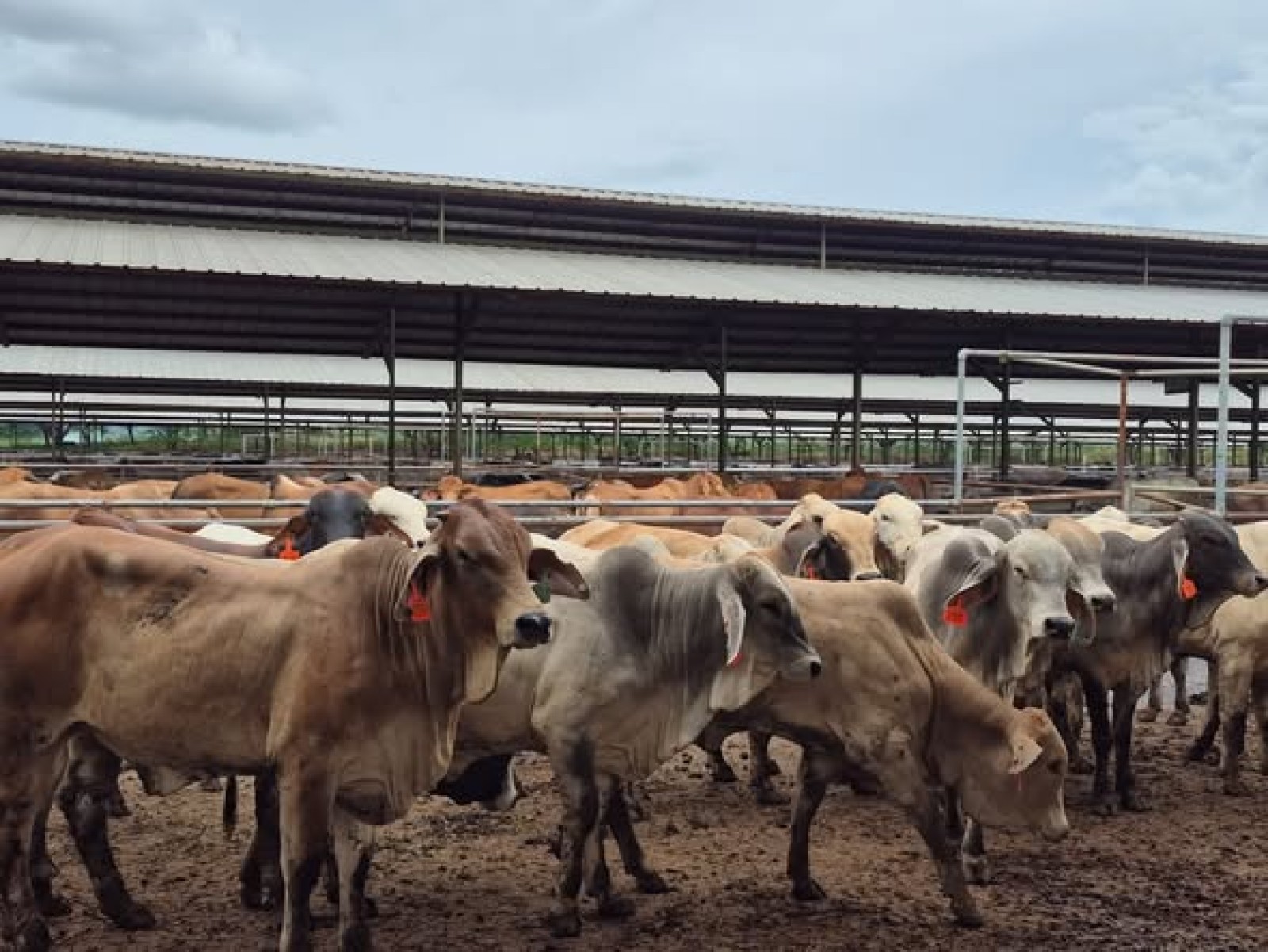 Jelang Idul Adha 1447H, Kementan Perkuat Pengawasan hingga Pelaporan Data Hewan Kurban