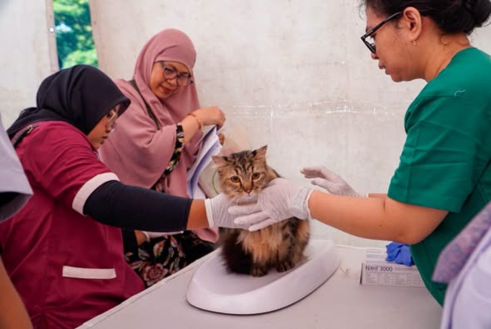 World Rabies Day 2026: Jangan Abaikan Gigitan, Segera Cuci Luka Selama 15 Menit