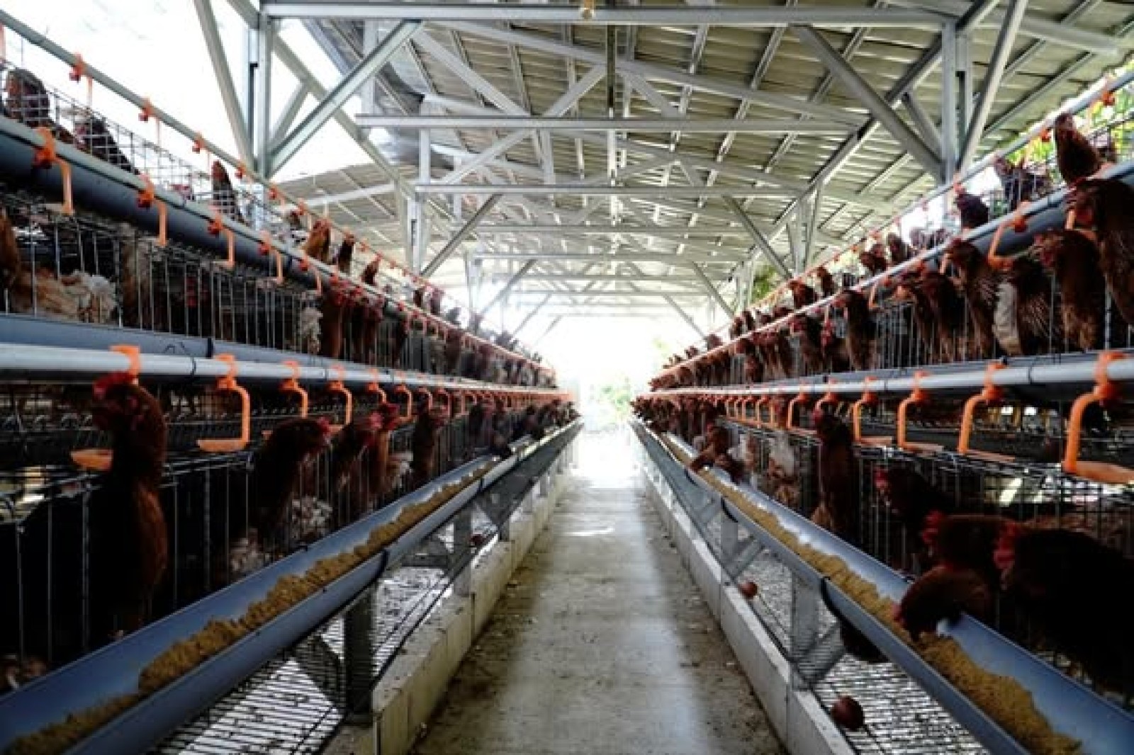 Kementan: Peternak Rakyat Tetap Jadi Prioritas dalam Pengembangan Industri Ayam Nasional