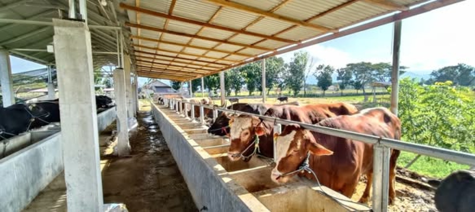 Kementan Perkuat Ketersediaan Daging Nasional, Dorong Pelaku Usaha Percepat Pemasukan Ternak Bakalan