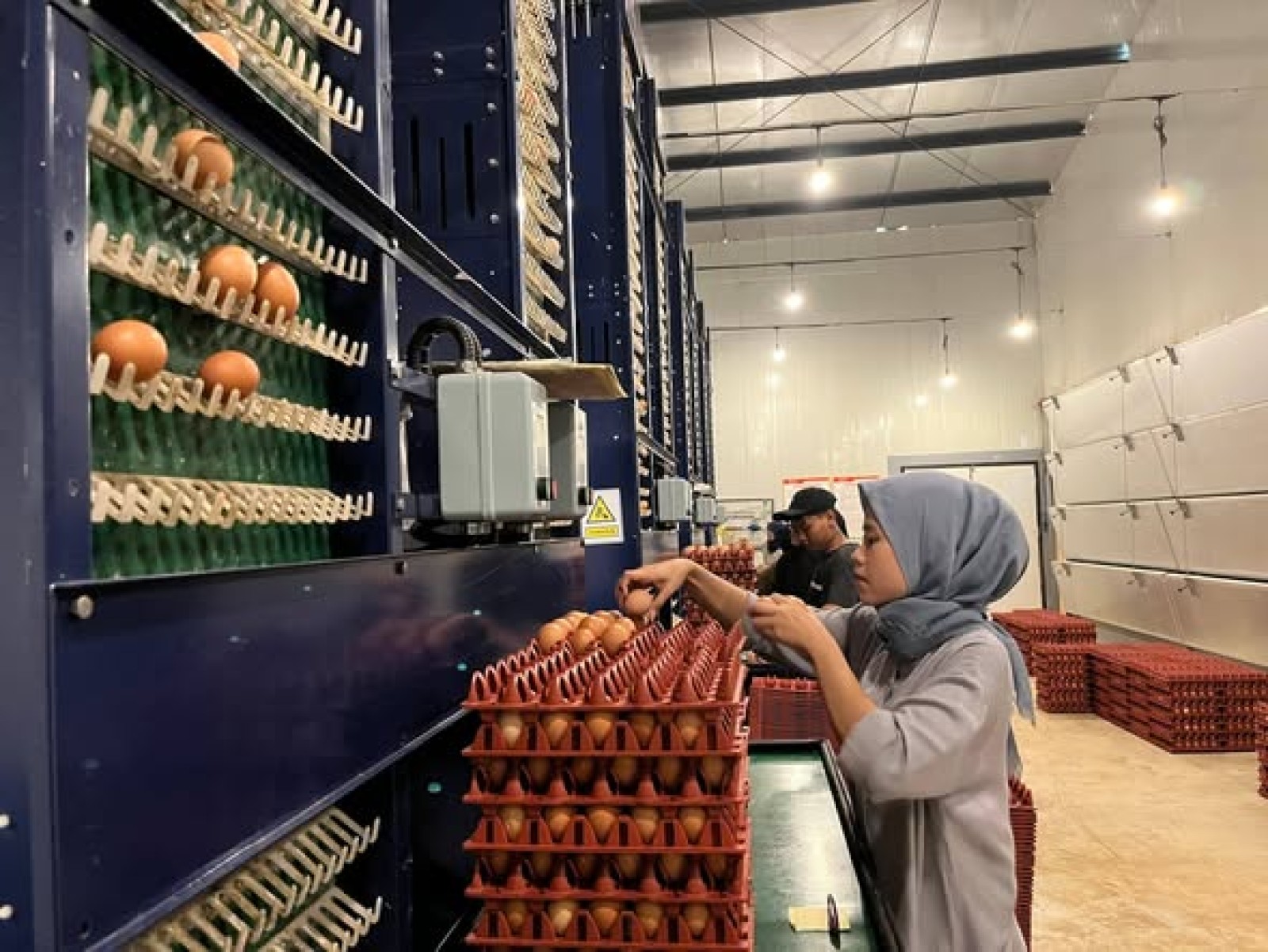Kementan Dorong Investasi Ayam Petelur, Peluang Usaha Menjanjikan dan Perkuat Peternak Rakyat