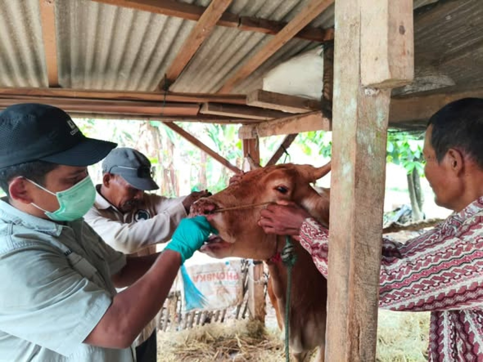 Kementan Pastikan PMK di Lampung Timur Terkendali, Vaksinasi dan Biosekuriti Diperkuat