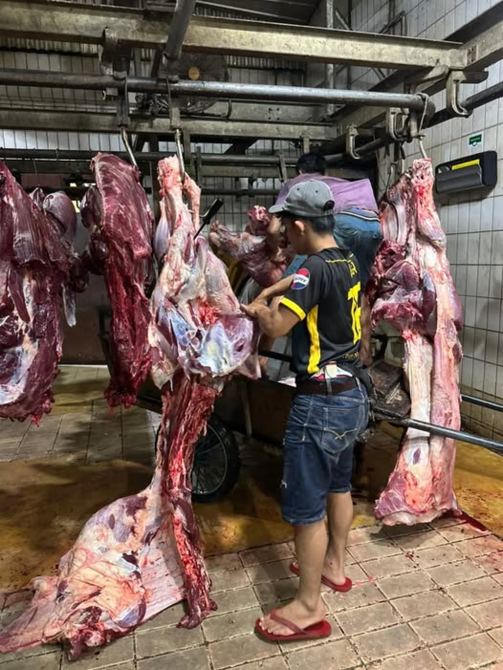 Giliran JAPPDI Umumkan Tidak Ada Lagi Mogok, Harga Sapi Feedlot Disepakati Rp55 Ribu