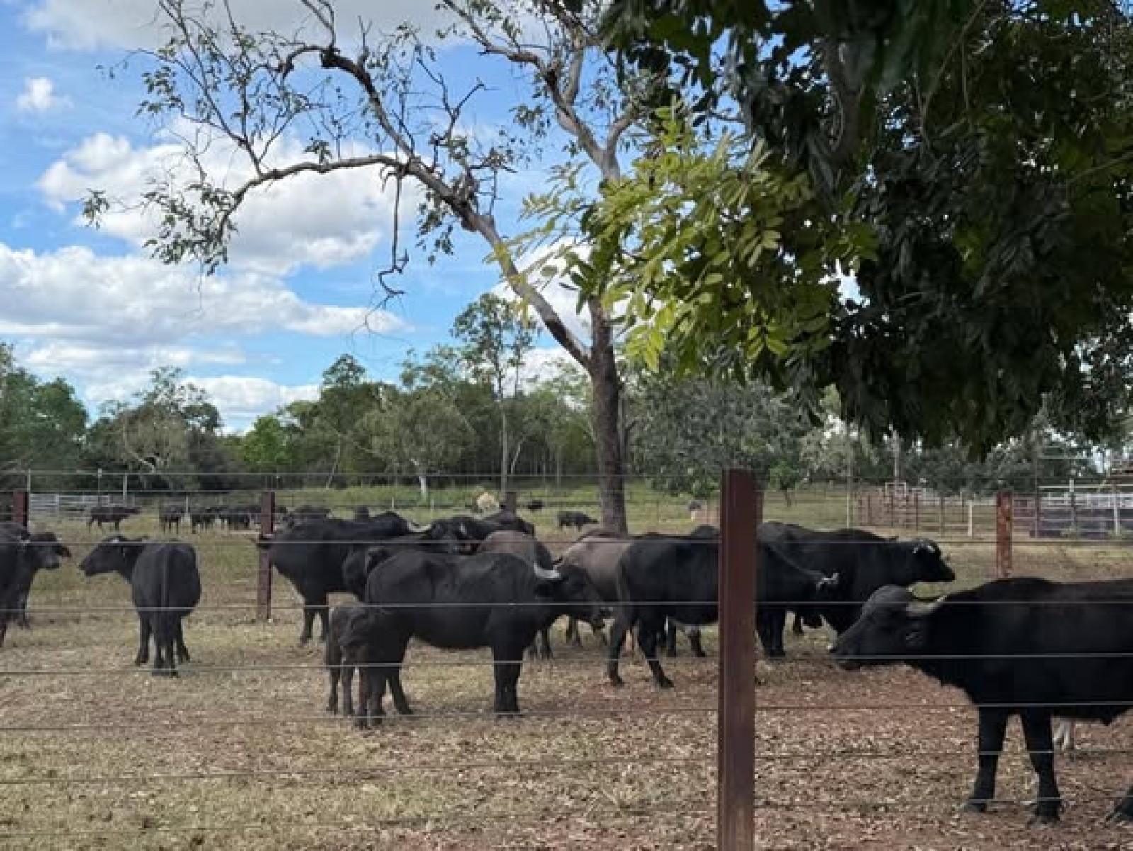 Pakar Ungkap Potensi Kerbau Australia sebagai Sumber Protein Alternatif Global