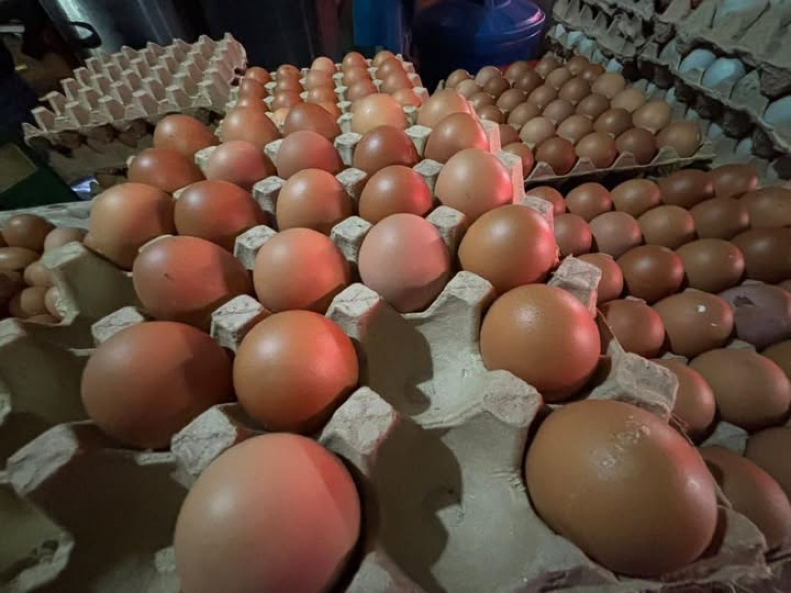 Kementan Perkuat Stabilitas Harga Telur, Asosiasi Pastikan Kondisi Peternak Tetap Kondusif