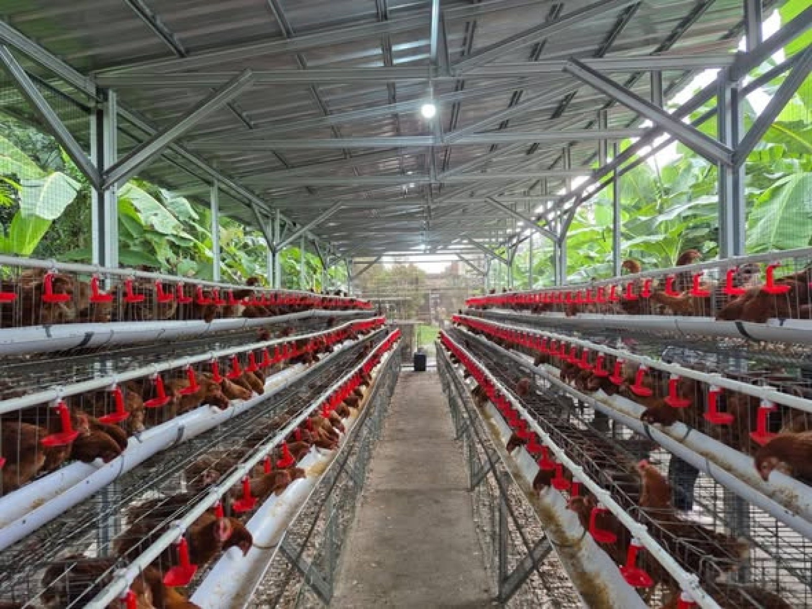 Kementan Tekankan Progres Nyata Hilirisasi Ayam Terintegrasi untuk Perkuat Peternak Rakyat