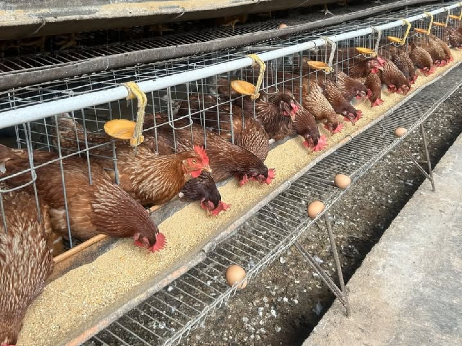 Jelang Ramadan dan Lebaran, Pemerintah Jaga Pasokan dan Harga Ayam serta Telur