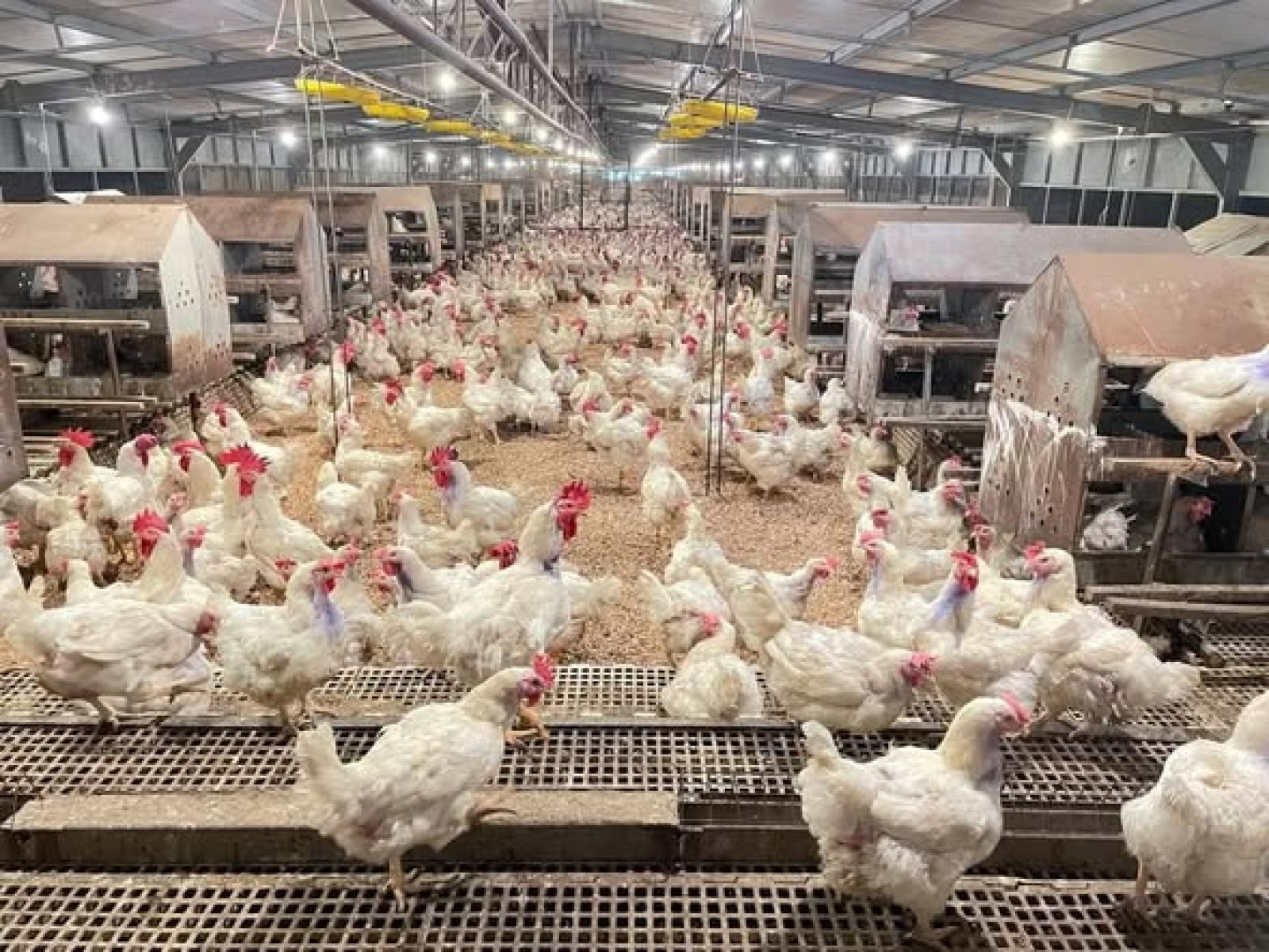 Kementan Perkuat Pengaturan Produksi Ayam, Jaga Harga dan Lindungi Peternak