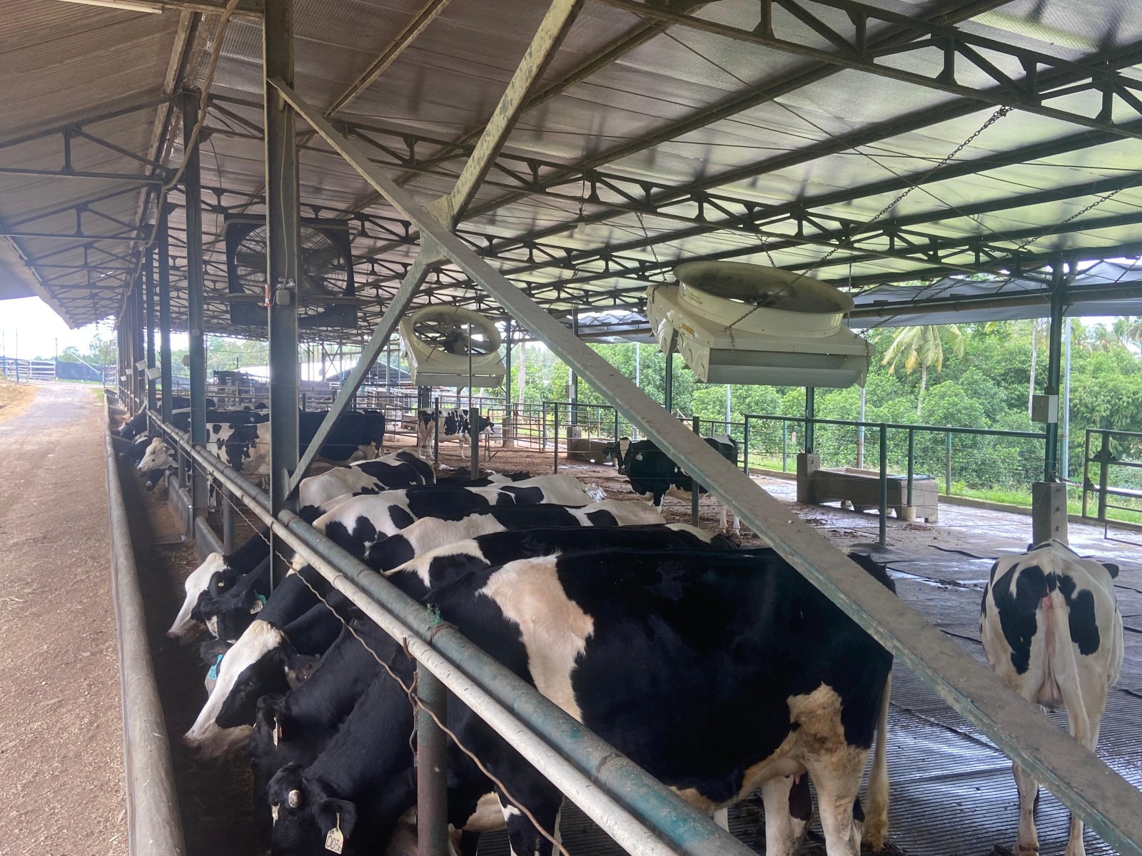Pelaku Usaha Impor Sapi Perah Mulai Produksi Susu  Kementan Dorong Kemitraan