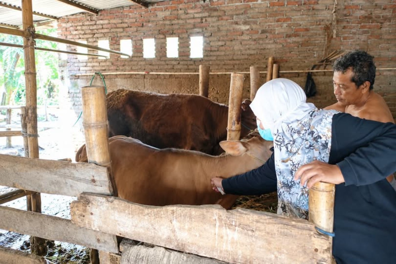 Peternak NTB Tak Sendiri, Kementan Bersama Pemda Perkuat Perlindungan Ternak