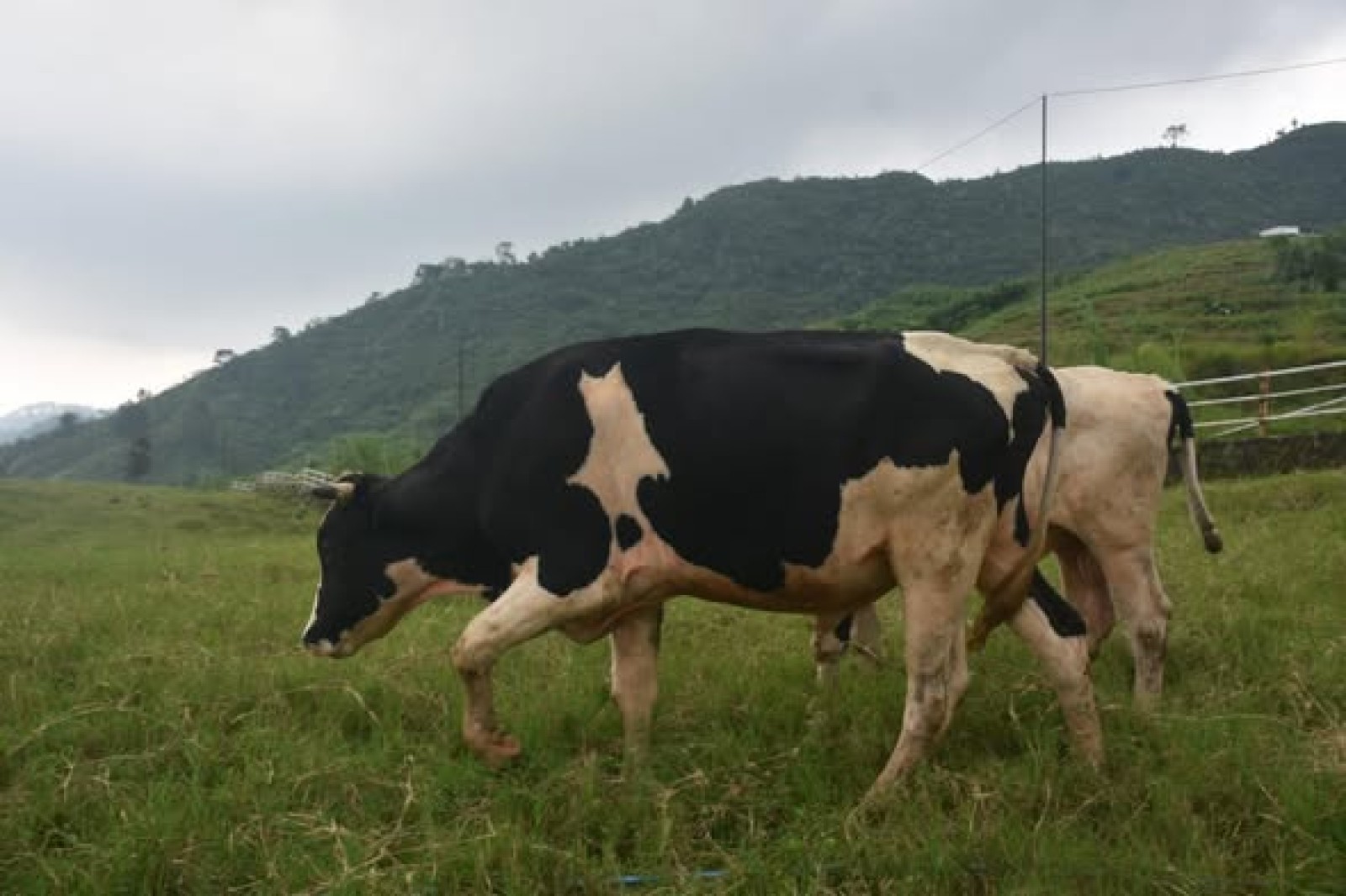 Genjot Konsumsi Susu, Hari Susu Nusantara 2026 Sasar Generasi Produktifk
