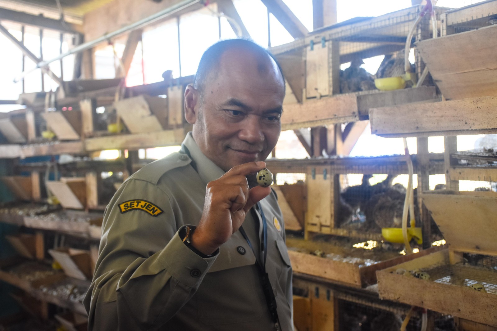 Kementan Dukung Penuh  Burung Puyuh Jadi Andalan Pangan Alternatif Masa Depan?