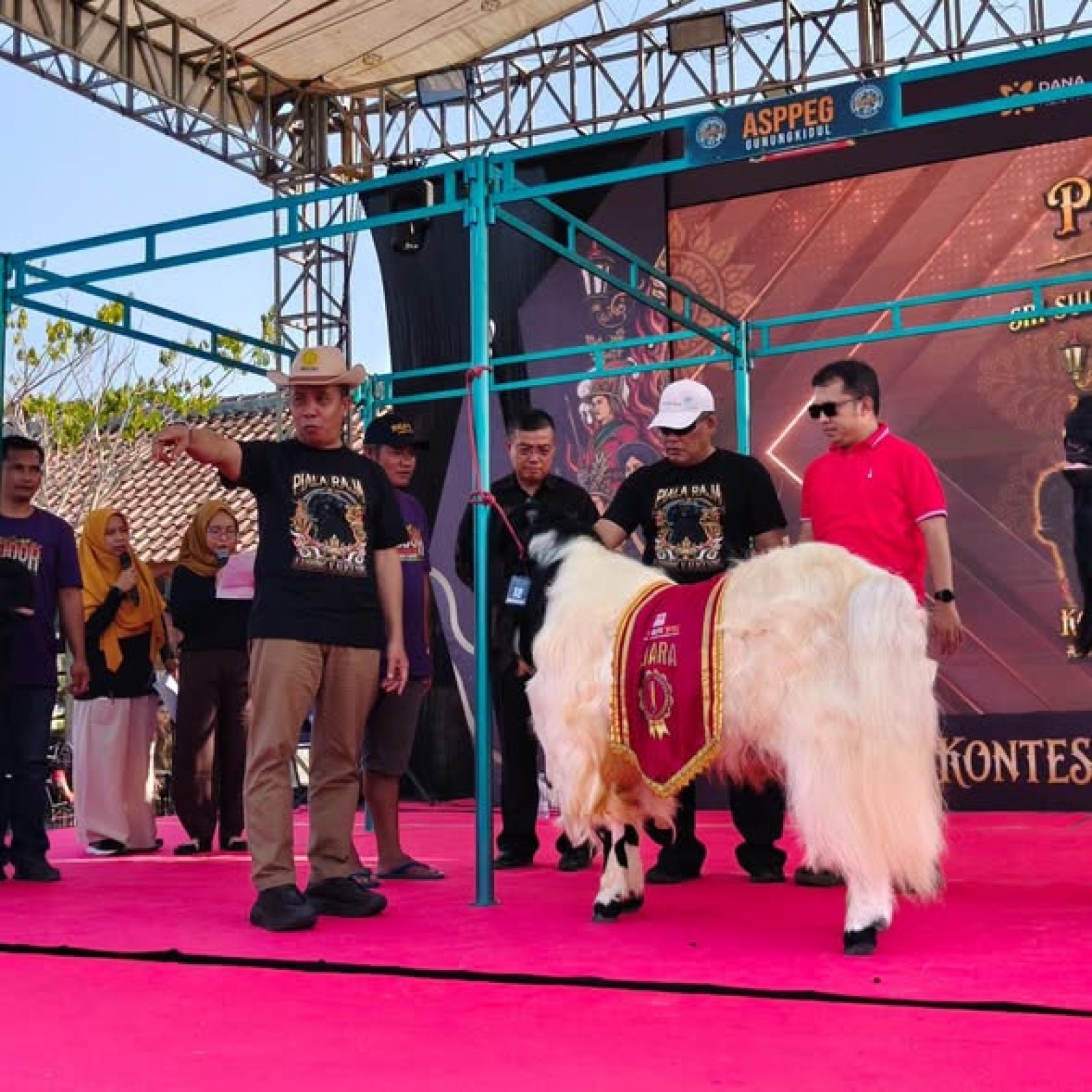 Kambing Kaligesing Tampil di Piala Raja 2026, Kementan Dorong Genetik Unggul Jadi Nilai Tambah Peternak