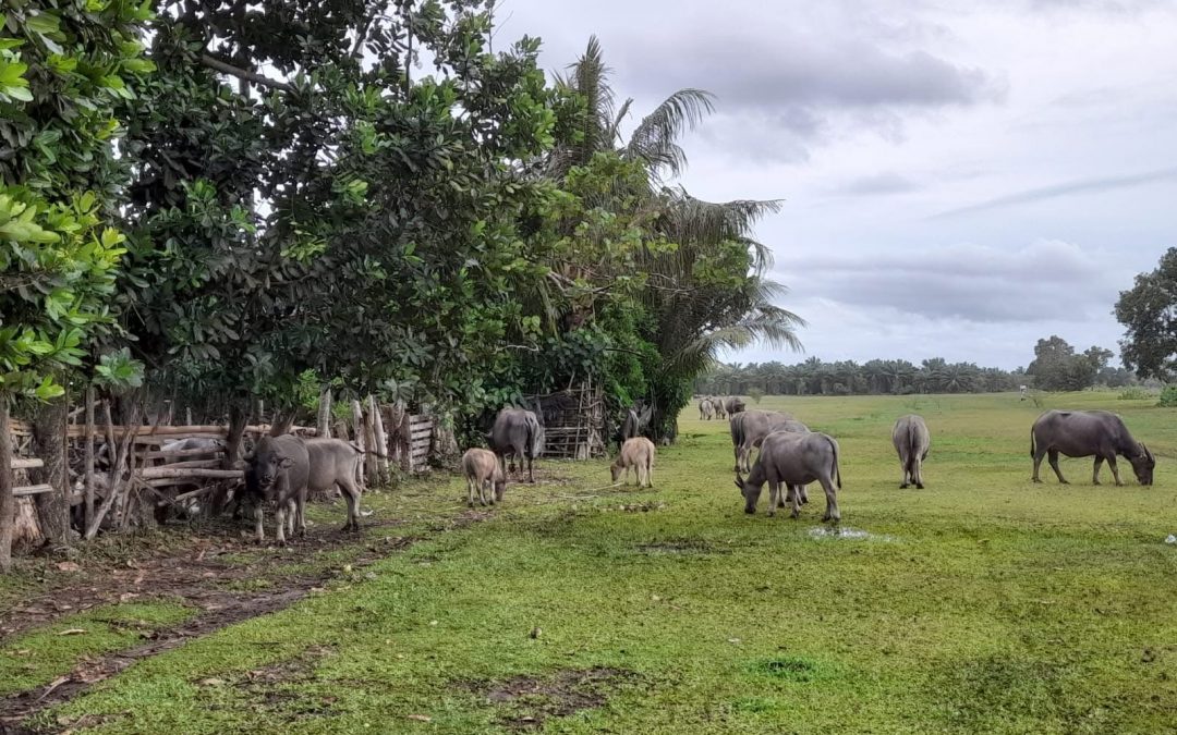 Langkah Cepat Kementan Tangani Kasus Kematian Kerbau di Kota Bengkulu Agar Tak Meluas