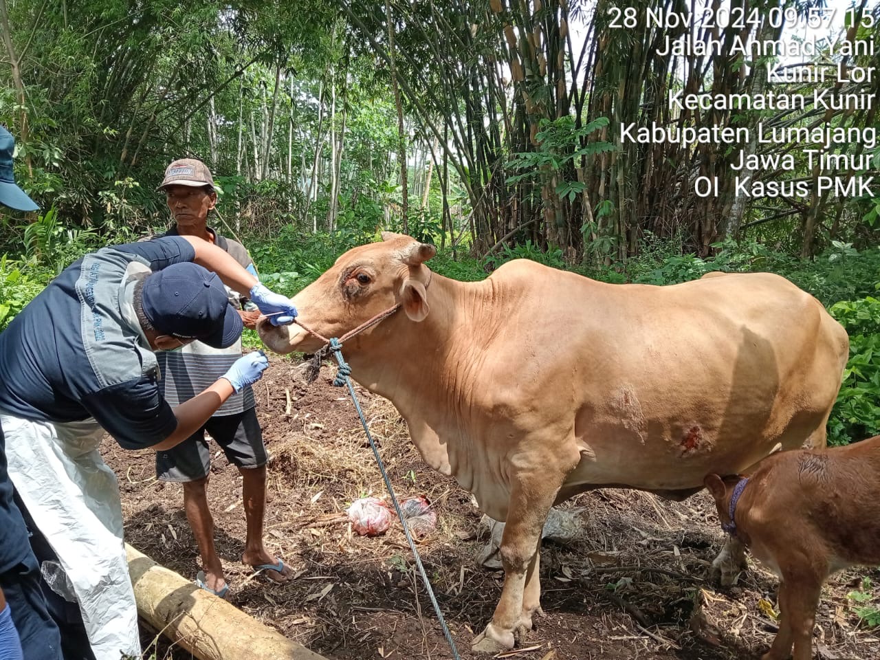 Kementan Sigap Selidiki Kasus Penyakit Mulut dan Kuku di Lumajang, Berikan Pengawasan Ketat