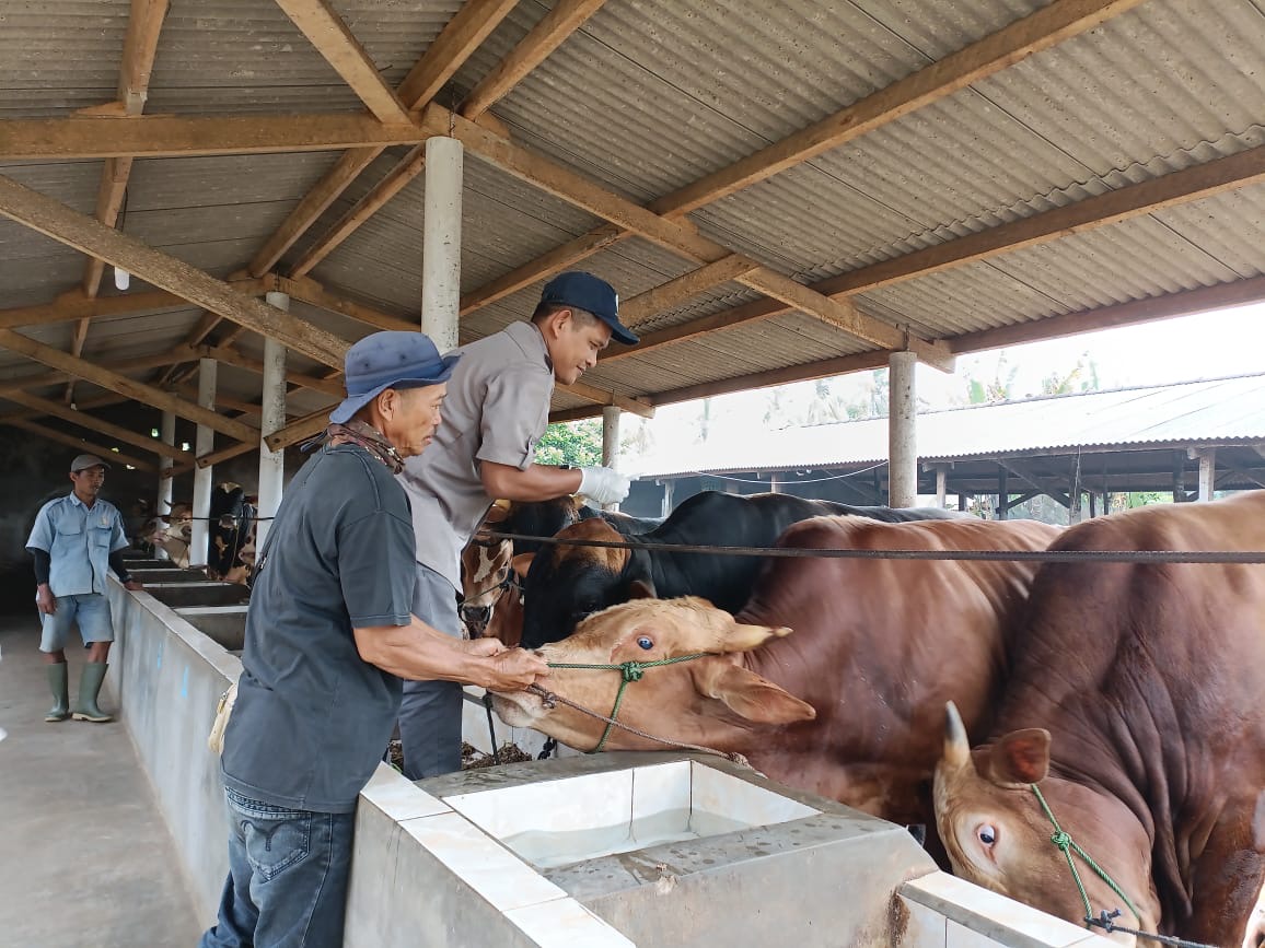 Kementan Gelar Vaksinasi Massal untuk Lindungi Peternak Sapi di Lampung