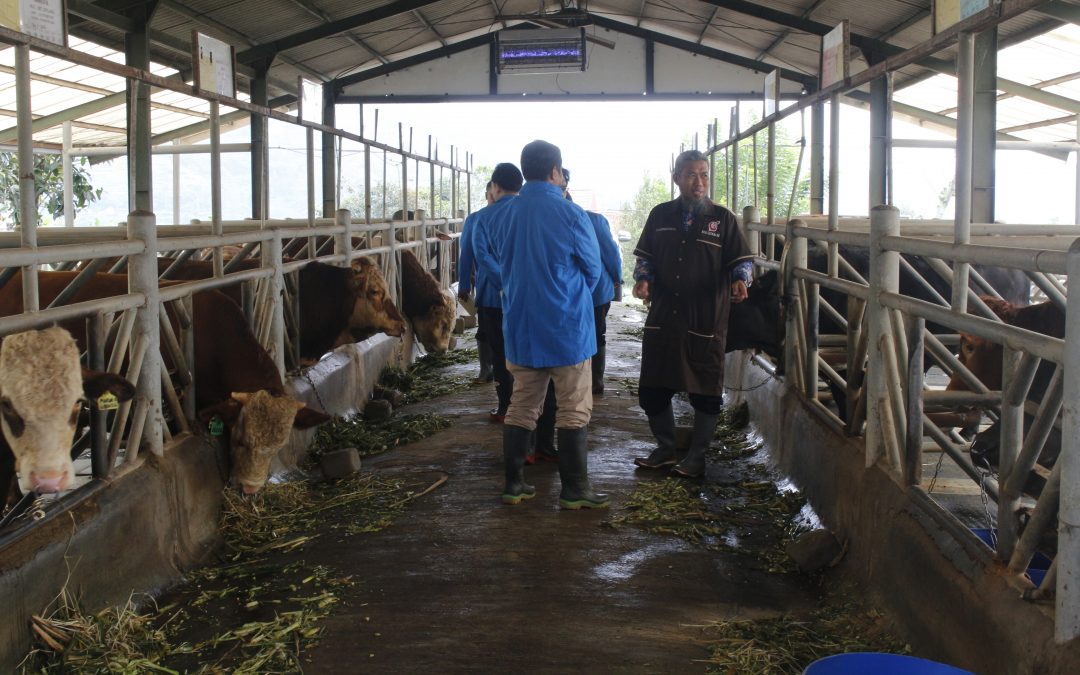 Kementan dan Utusan Khusus Presiden Gali Inovasi Dari Kandang Ke Ladang